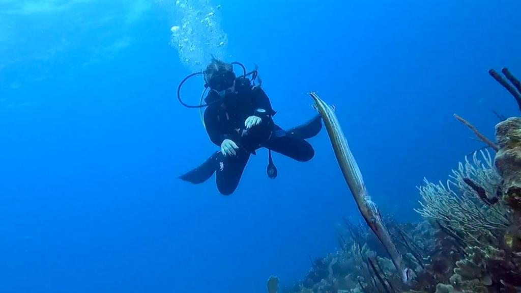 Alt forfun-reef-diving-bayahibe-goreef.jpg