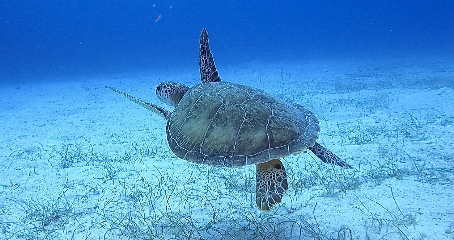 Alt forCatalinita-reef-park.jpg