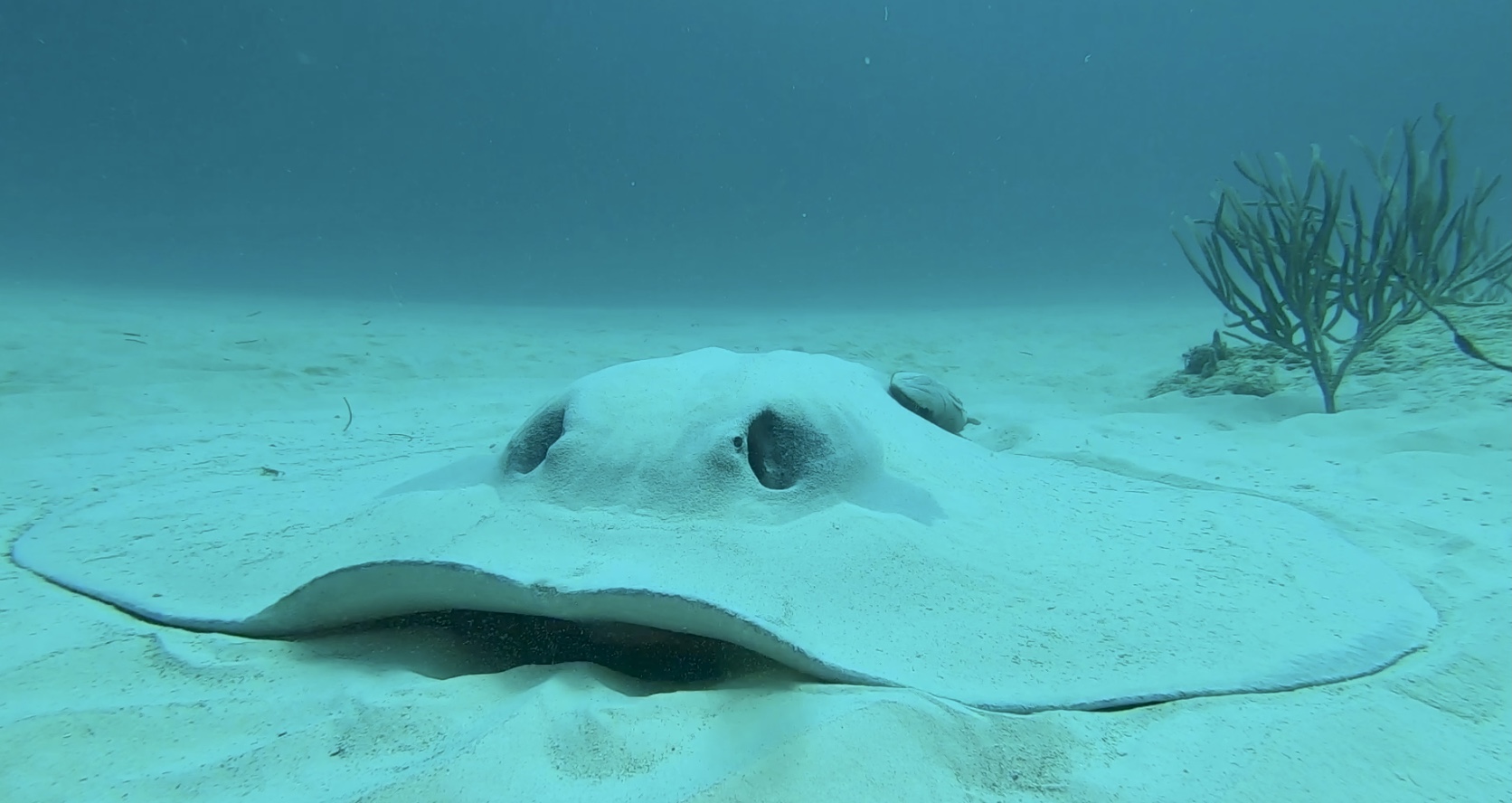 Alt forcatalinita-national-park-reef.jpg