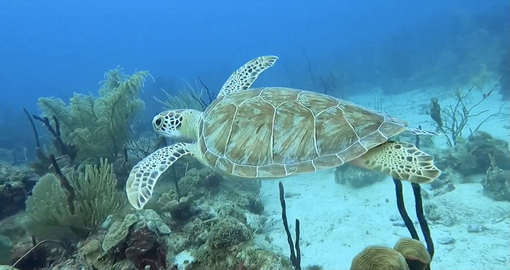 Alt forcatalinita.national-reef-park.jpg