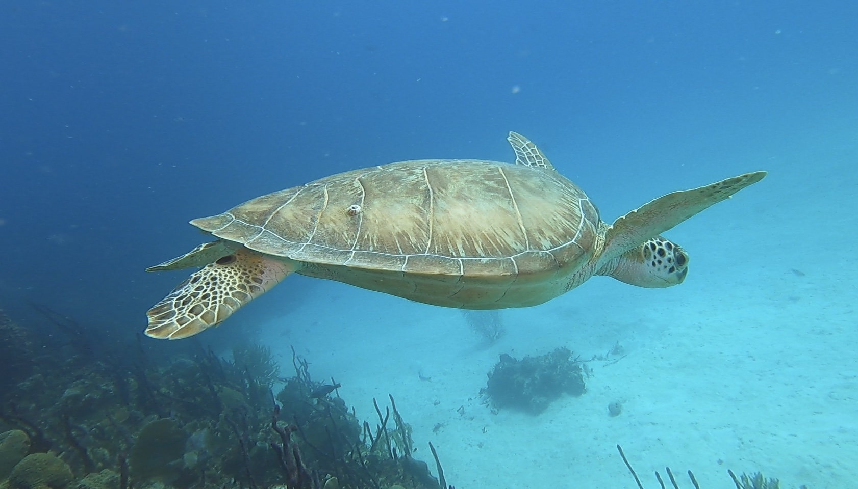 Alt forgo.diving-catalinita-island.jpg