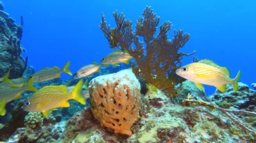 Reef diving