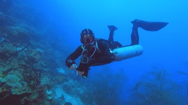 Catalina reef diving