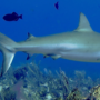 Underwater adventure: Diving with Caribbean reef sharks in Punta Cana